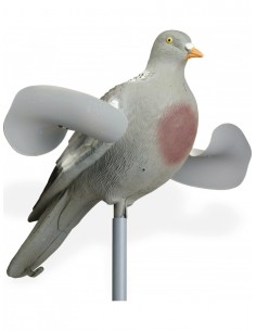 Appelant Pigeon Ailes...